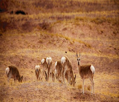 西寧+青海湖+茶卡鹽湖+可可西里自然保護區(qū)+烏素特水上雅丹地質(zhì)公園5日4晚跟團游